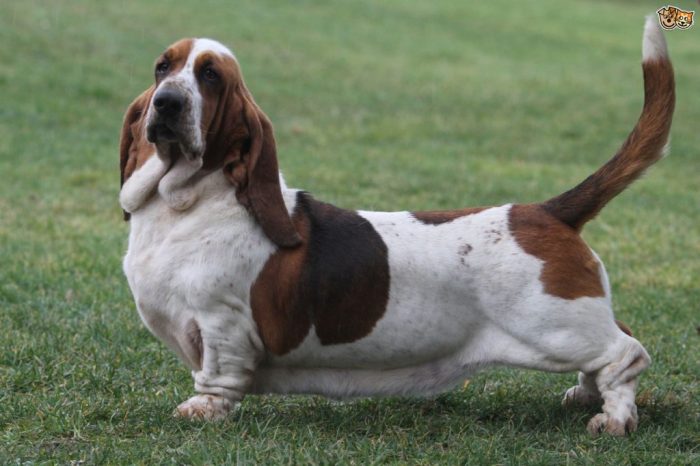 Basset on the fly answers