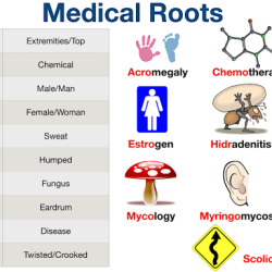 Translate the root ichthy o