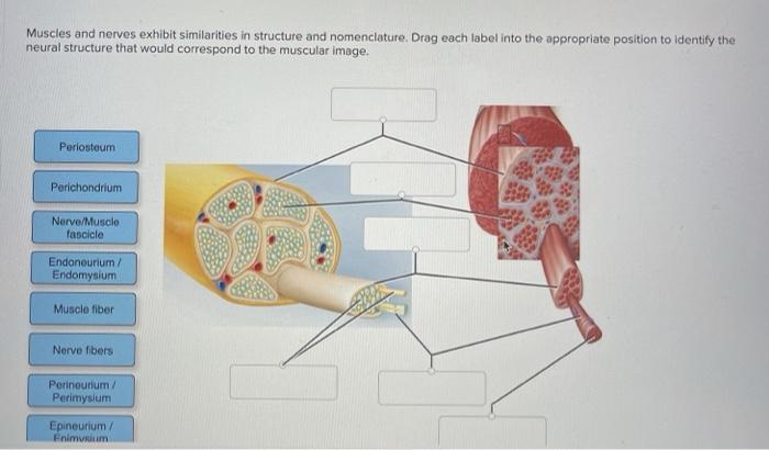 Muscles and nerves exhibit similarities in structure and nomenclature