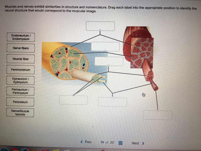 Similarities muscles nerves appropriate drag nomenclature transcribed