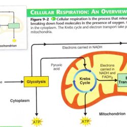 Respiration cellular glycolysis atp cycle phosphorylation acid production processes three stages process oxidative main celluar britannica include citric