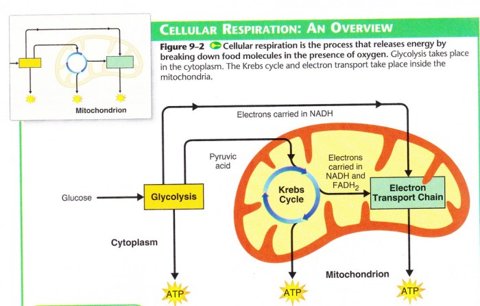 Respiration cellular glycolysis atp cycle phosphorylation acid production processes three stages process oxidative main celluar britannica include citric