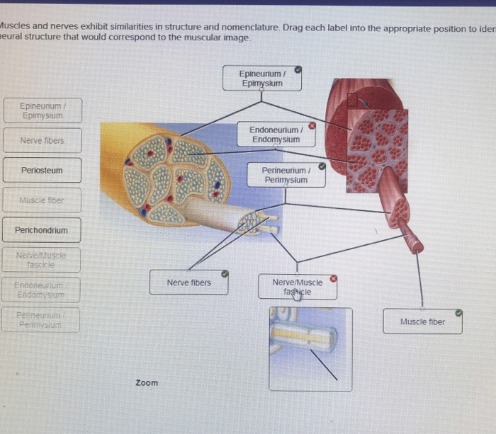 Muscles and nerves exhibit similarities in structure and nomenclature