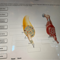 Adjust problems nomenclature similarities muscles nerves