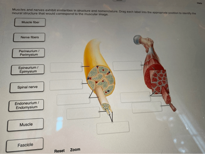 Adjust problems nomenclature similarities muscles nerves