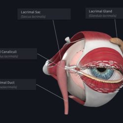 Lacrimal gland cysts ductal atlas pages