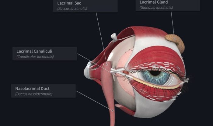 Lacrimal gland cysts ductal atlas pages