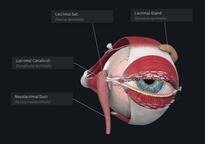 Lacrimal gland cysts ductal atlas pages