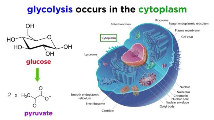 Which of the following statements is true of glycolysis